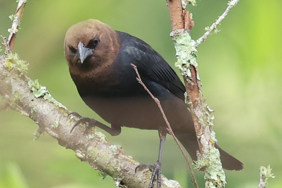 Brown-headed Cowbird - Duane Yarbrough