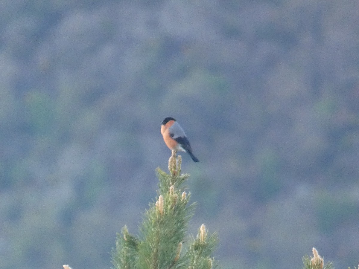 Eurasian Bullfinch - Xavier Parra Cuenca