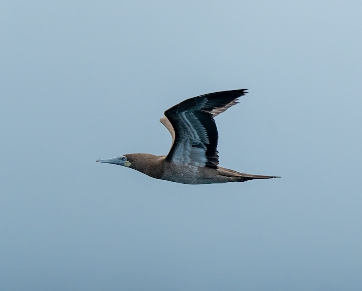 Brown Booby - Marcus Müller