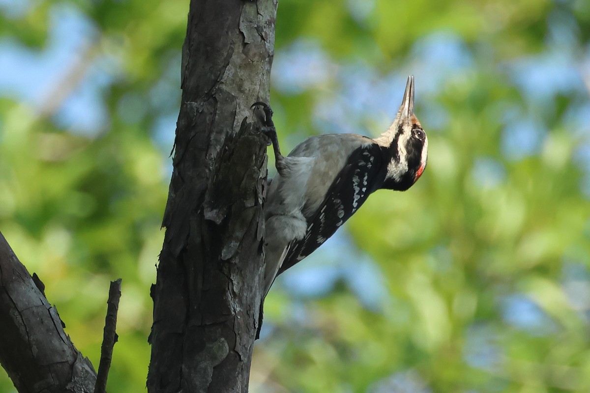 Hairy Woodpecker - Jim Anderton