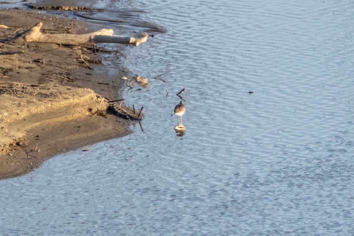 Greater Yellowlegs - Richard Littauer