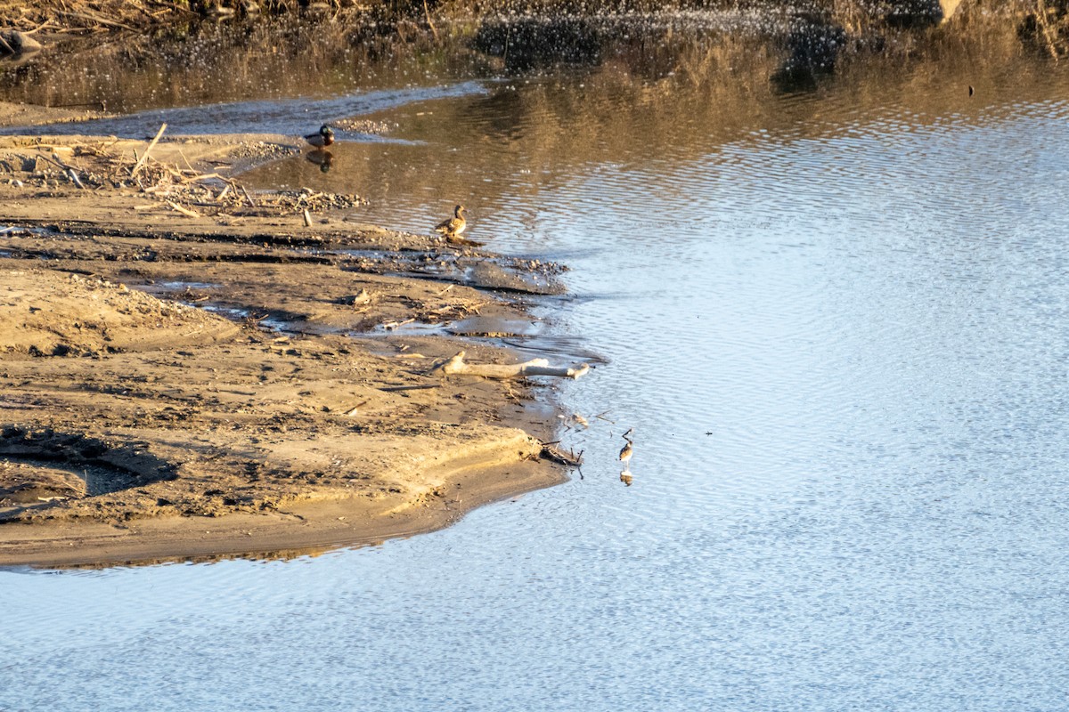 Greater Yellowlegs - Richard Littauer