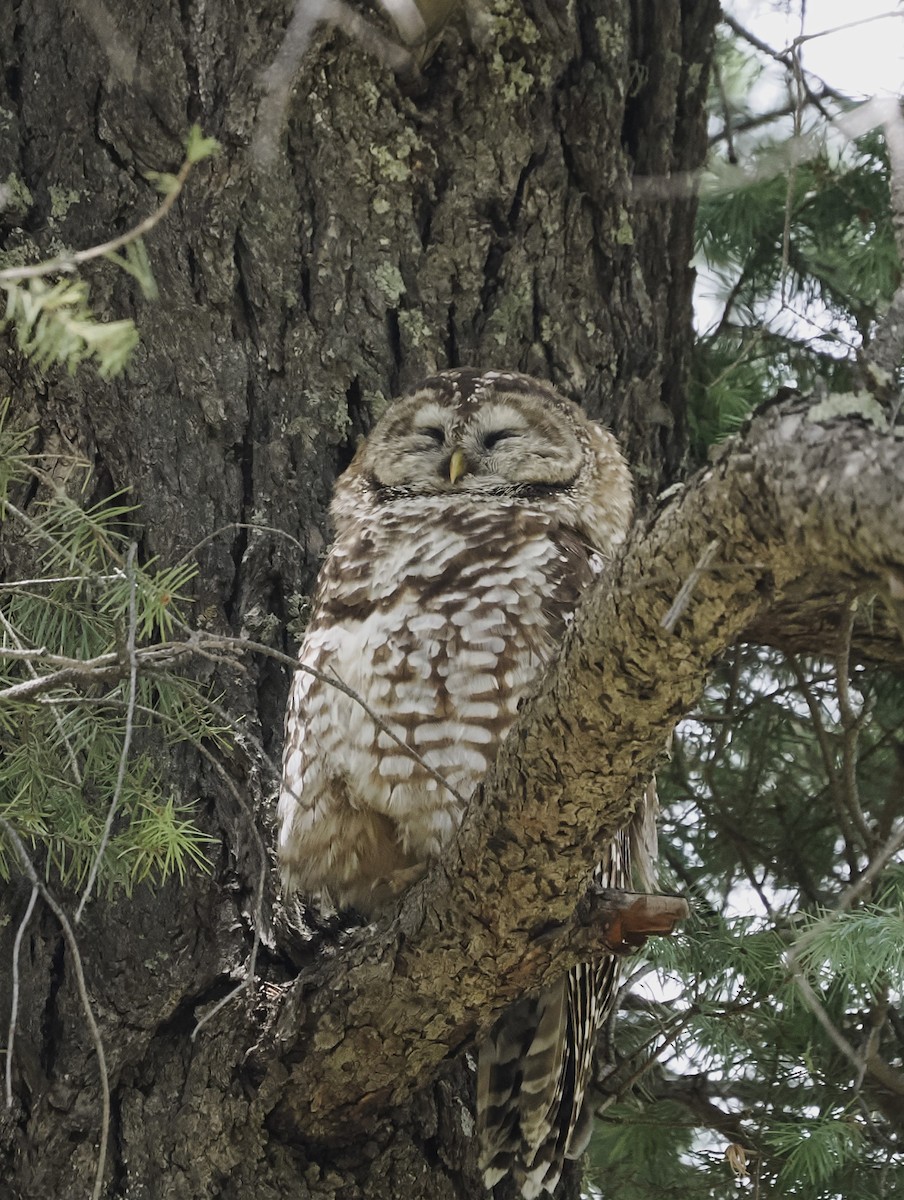 Spotted Owl (Mexican) - Jeffery Sole