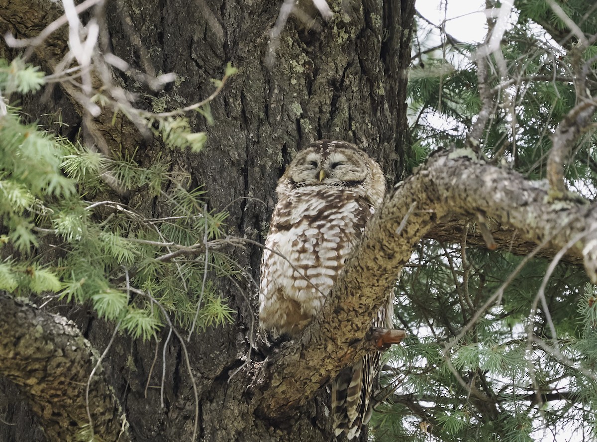 Spotted Owl (Mexican) - Jeffery Sole