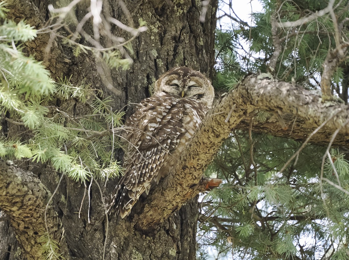 Spotted Owl (Mexican) - Jeffery Sole