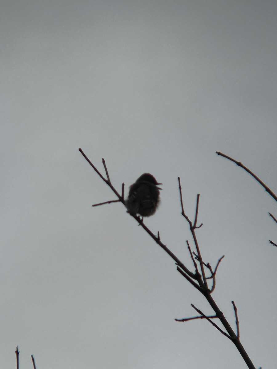 Eastern Phoebe - ML619291347