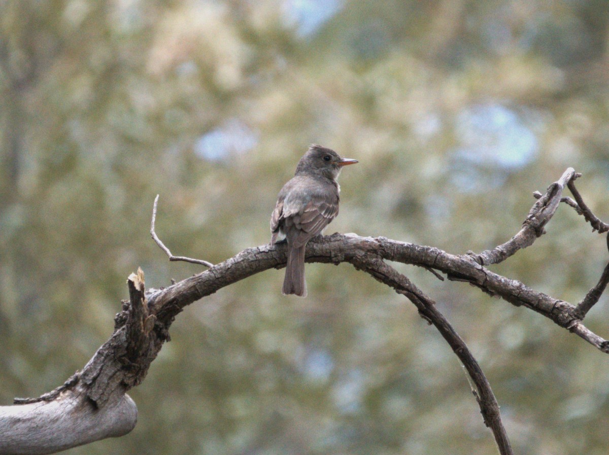 Greater Pewee - Jeffery Sole