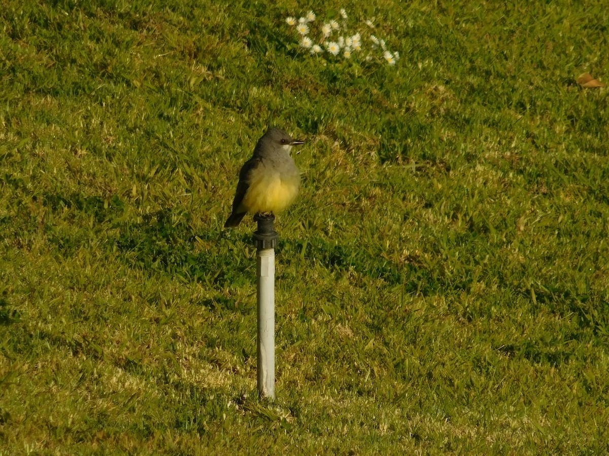 Cassin's Kingbird - ML619291365