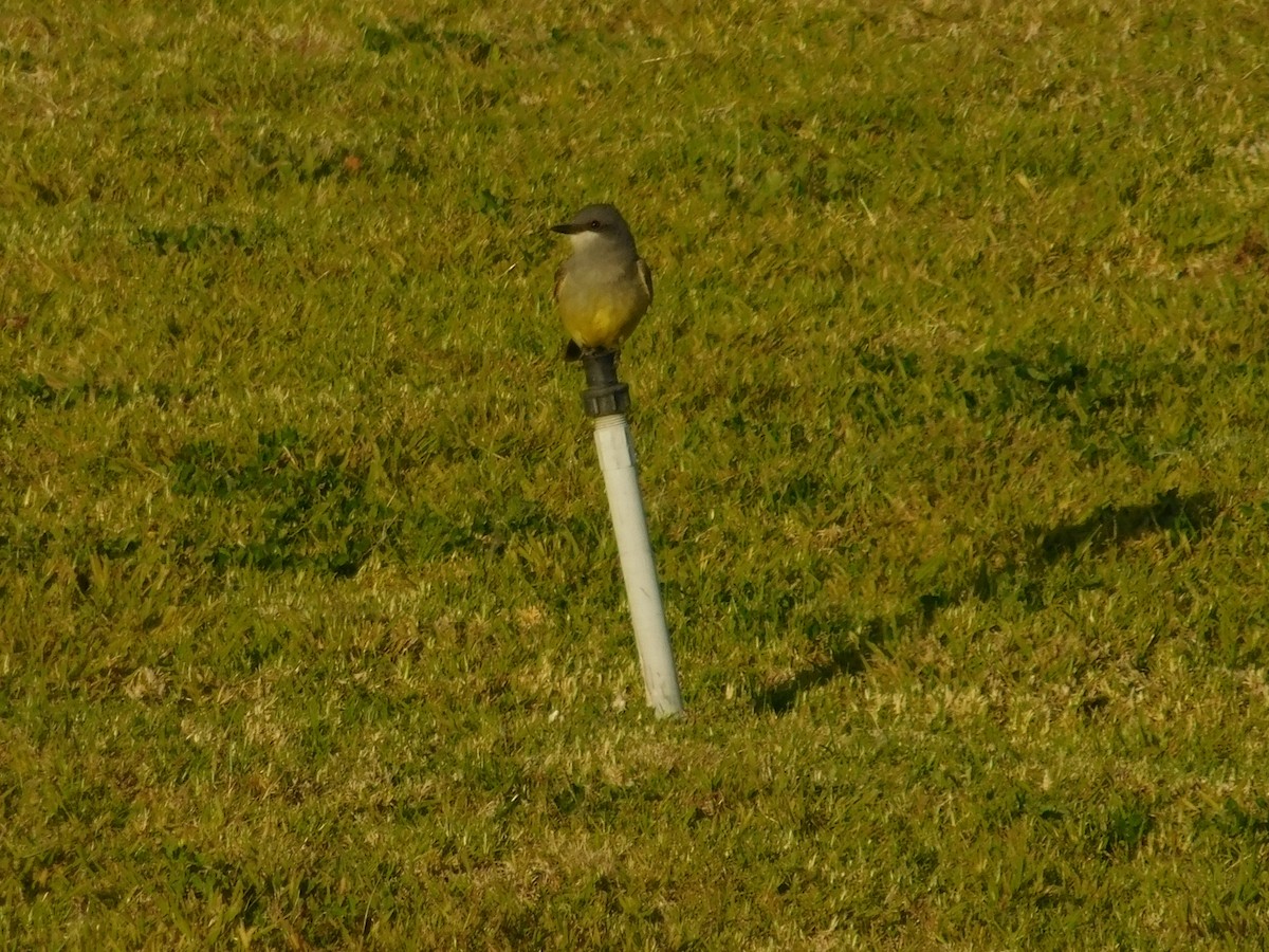 Cassin's Kingbird - ML619291368