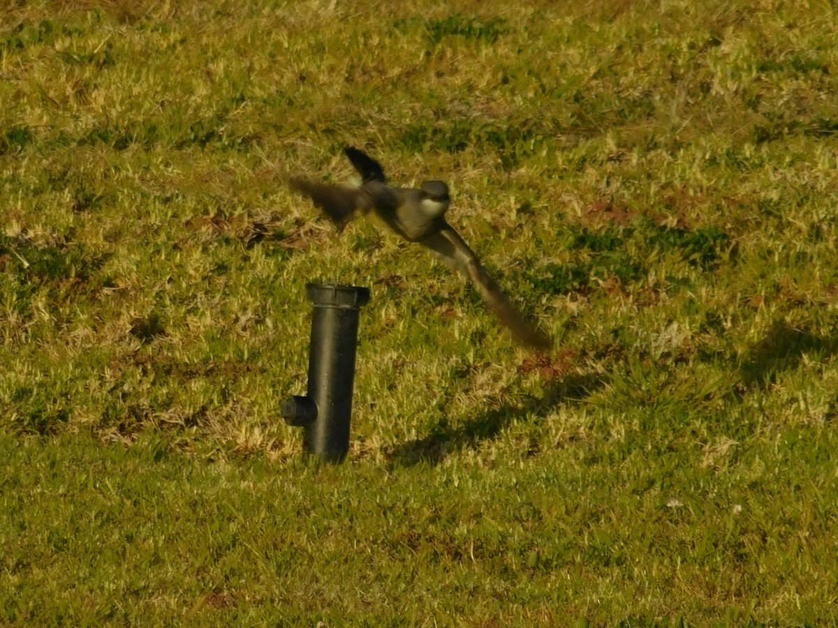 Cassin's Kingbird - ML619291369