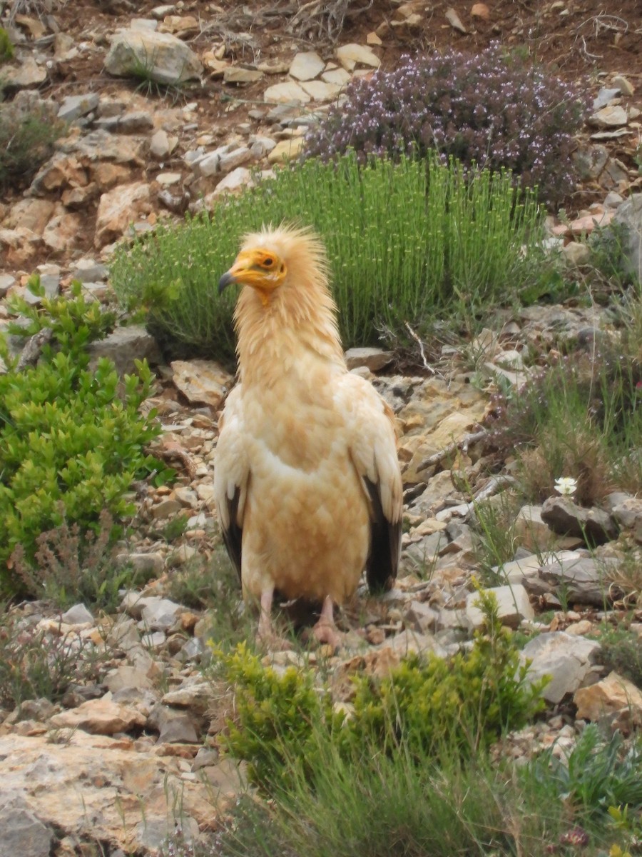 Egyptian Vulture - Eduardo Gracia fuster