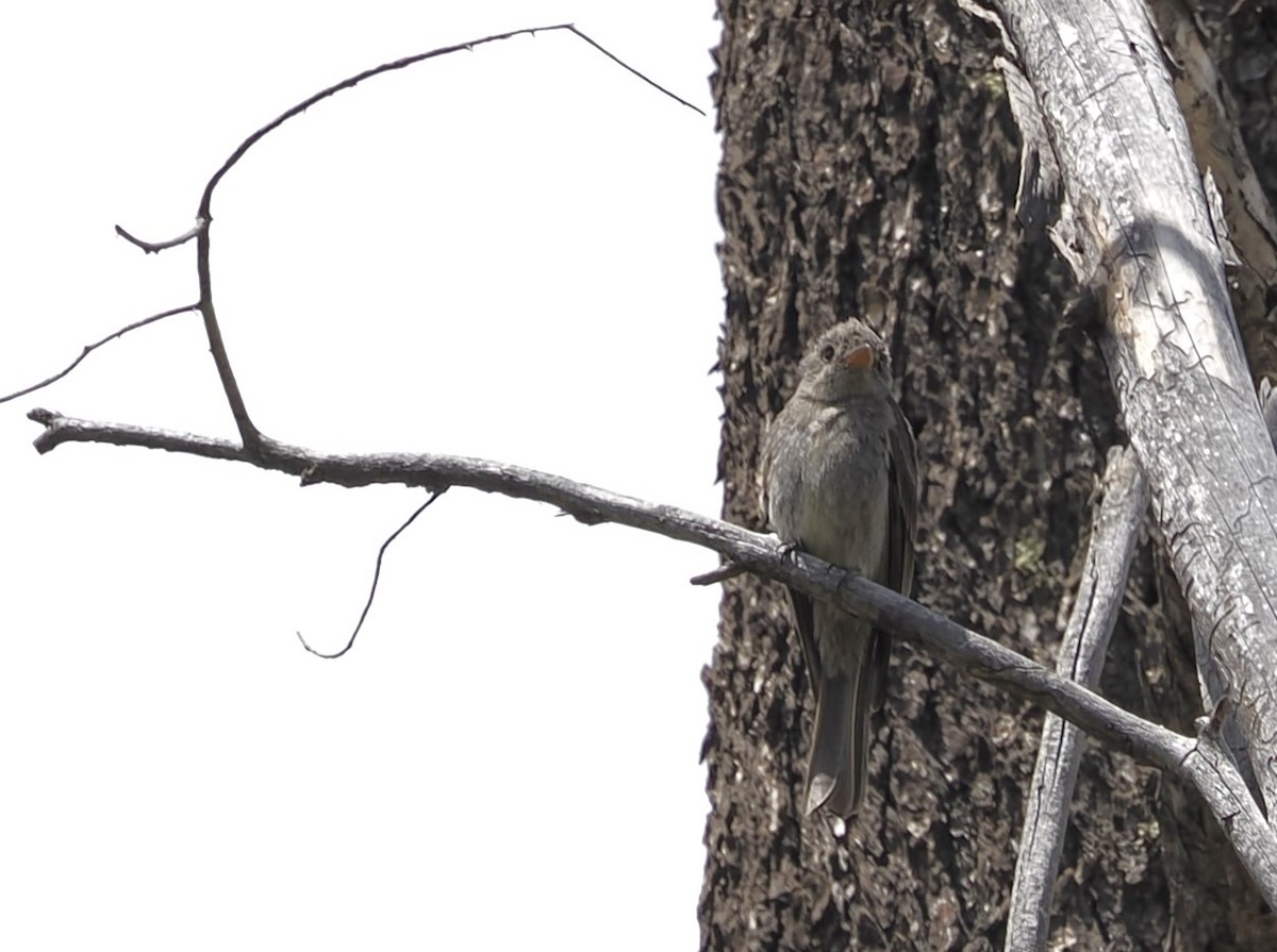 Greater Pewee - Jeffery Sole