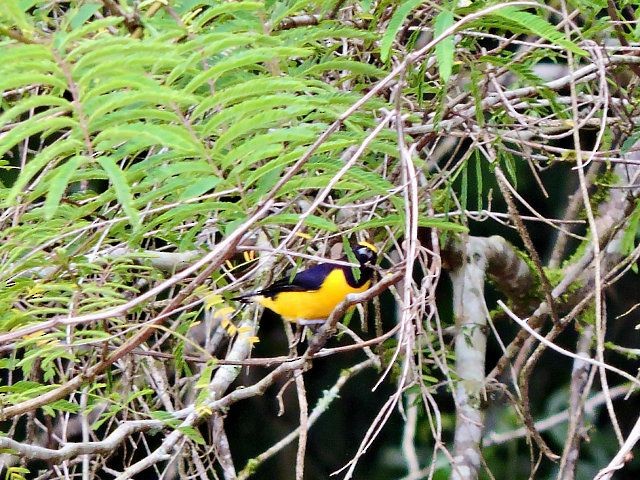 Purple-throated Euphonia - Katryane Camile