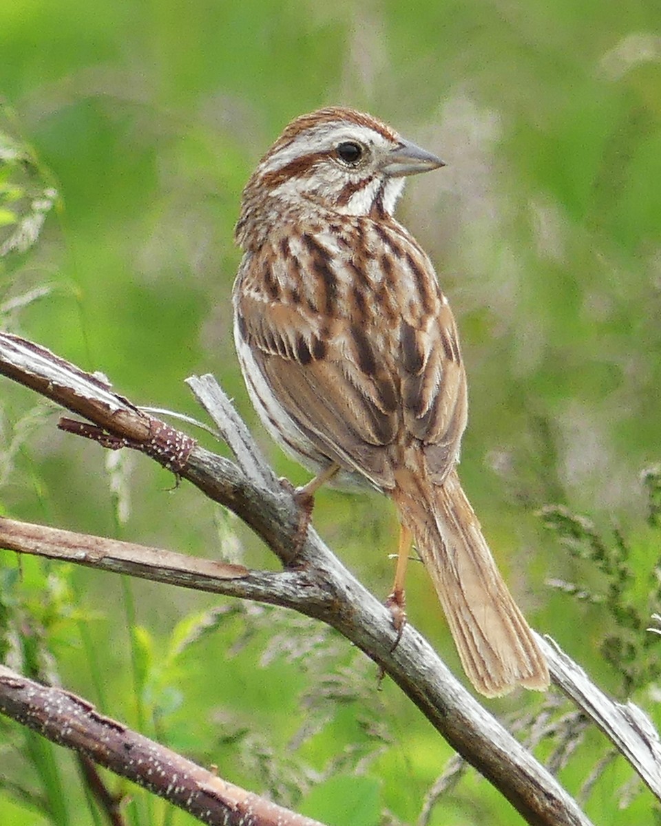 Song Sparrow - Allie Kleber