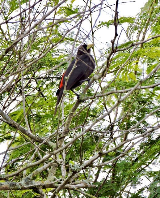 Red-rumped Cacique - Katryane Camile