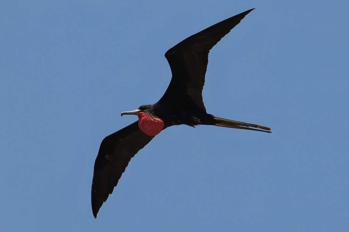 Magnificent Frigatebird - ML619291395