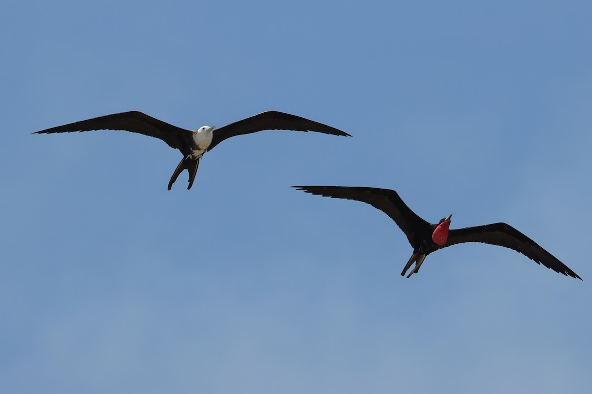 Magnificent Frigatebird - ML619291398