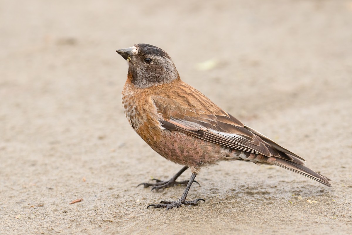 Gray-crowned Rosy-Finch (Hepburn's) - Ilya Povalyaev