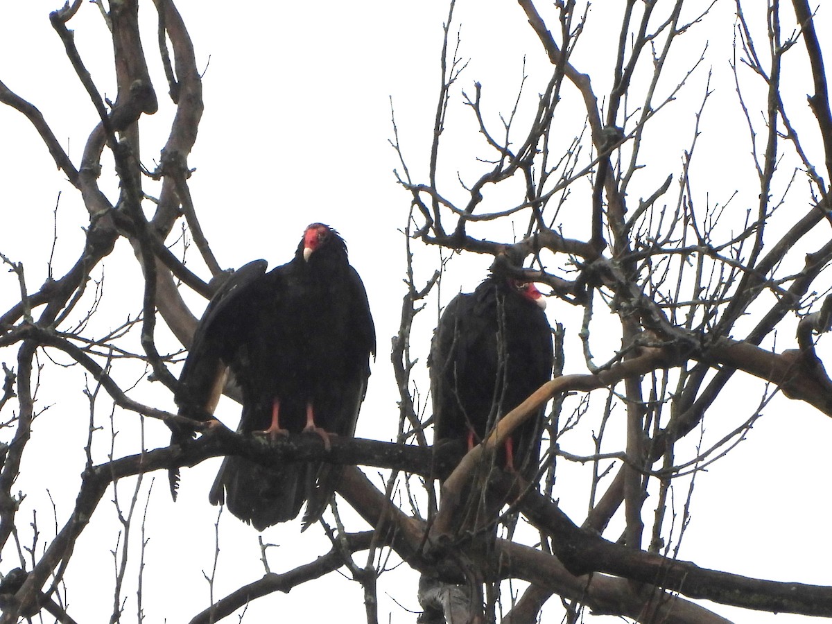 Turkey Vulture - ML619291414