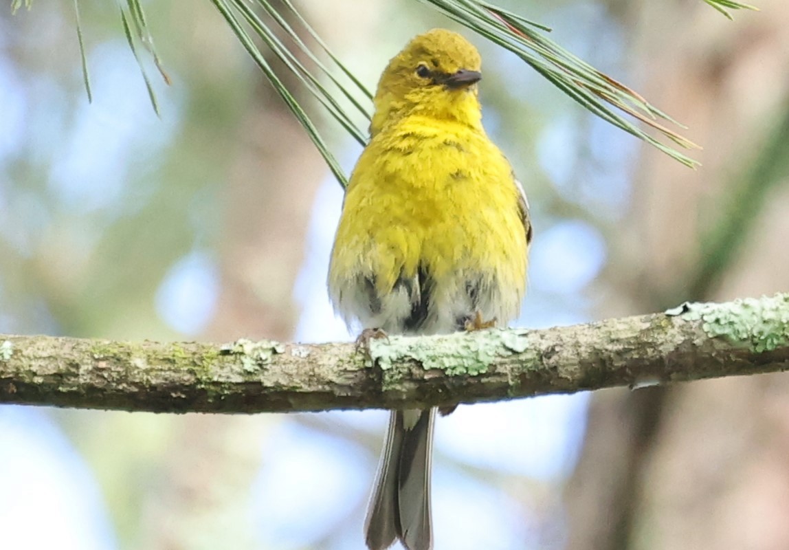 Pine Warbler - ML619291430