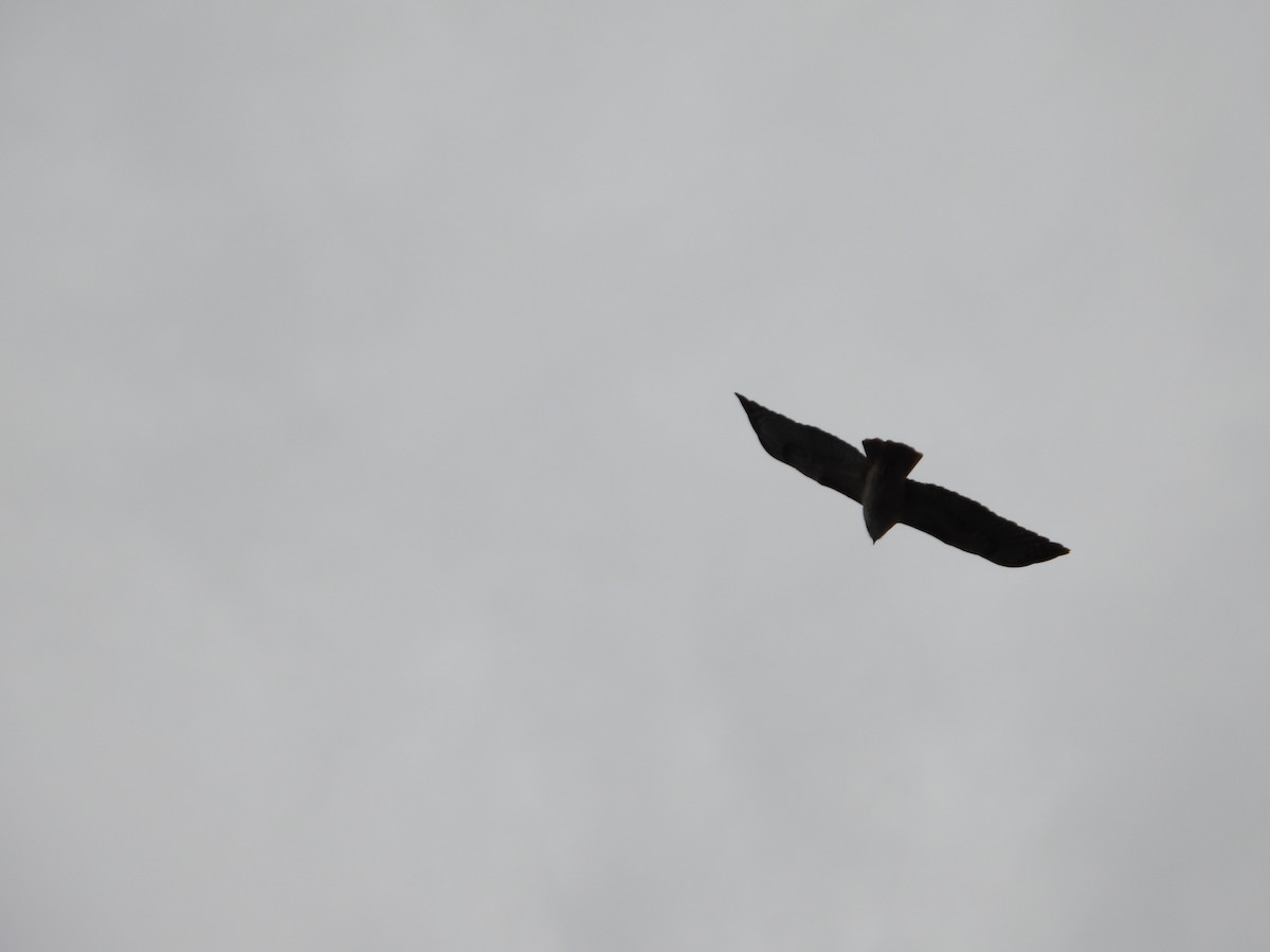 Red-tailed Hawk - Manuel Alejandro Rodriguez Martinez