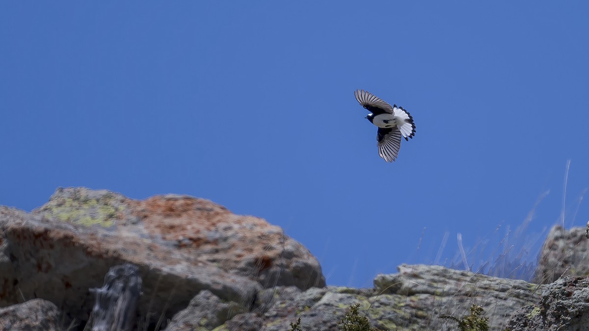 Finsch's Wheatear - Engin BIYIKOĞLU