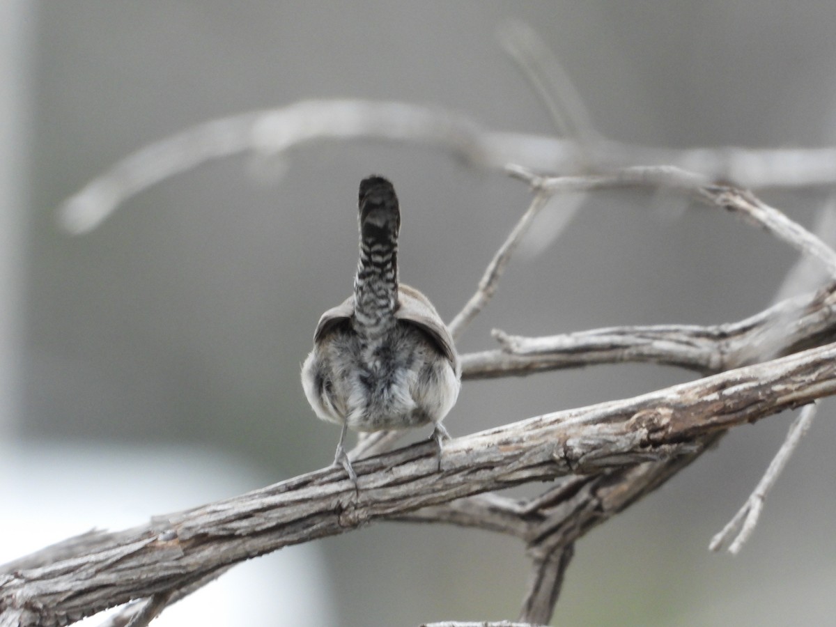 Bewick's Wren - Manuel Alejandro Rodriguez Martinez