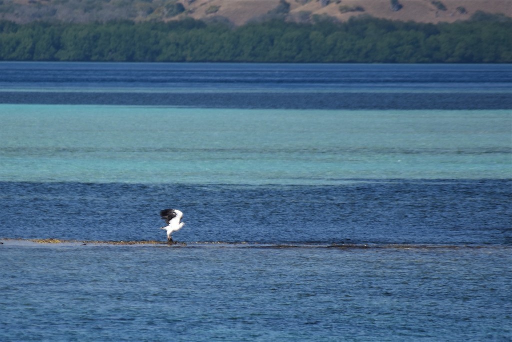 White-bellied Sea-Eagle - Jorge Juan Rueda
