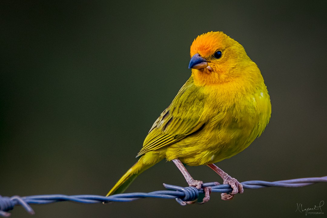 Saffron Finch - Juan Carlos Lopez Mejia