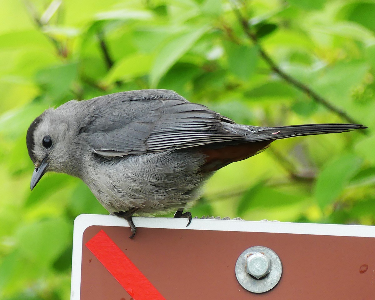 Gray Catbird - Allie Kleber