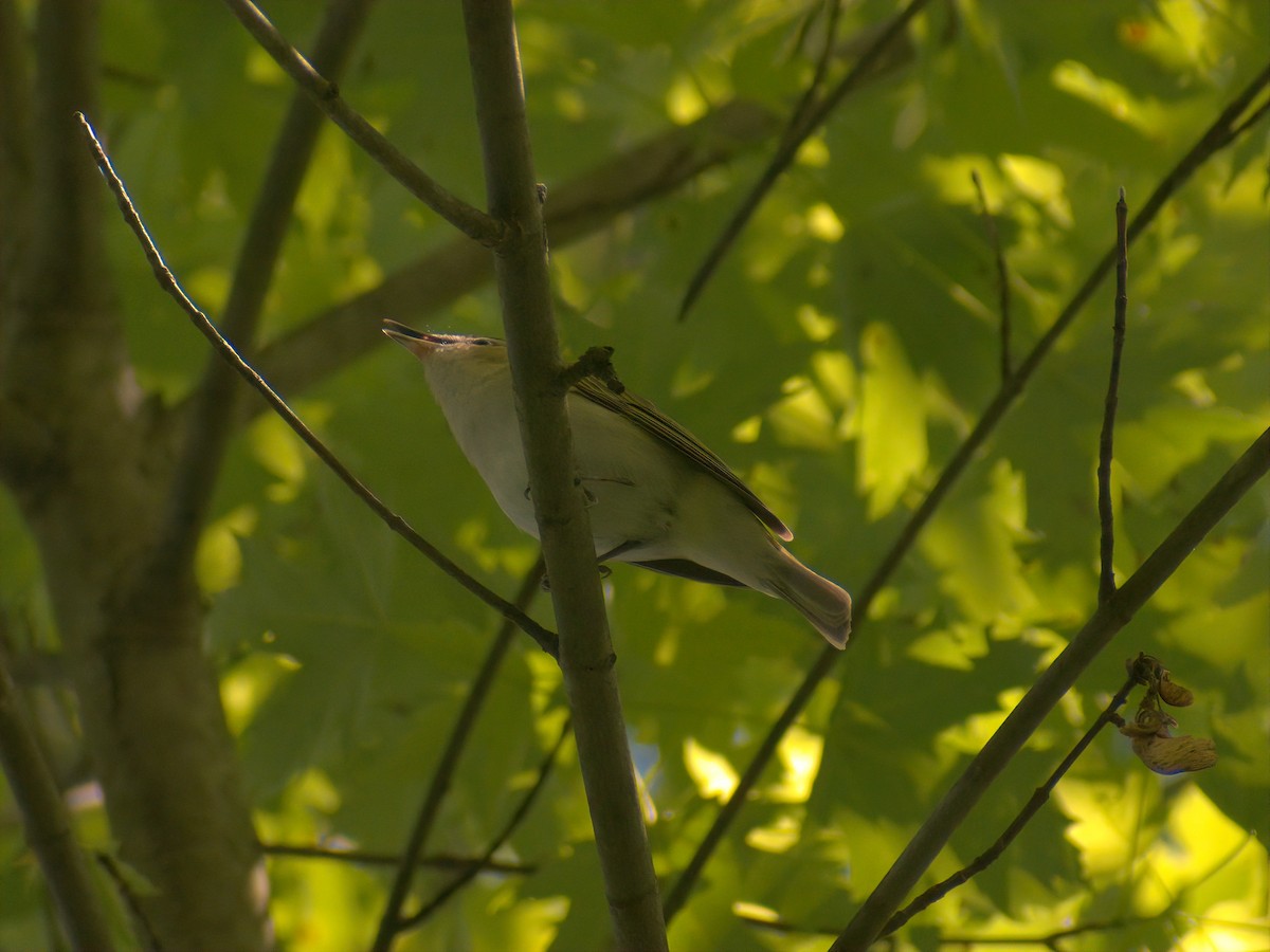 Red-eyed Vireo - Dan Wyrostek