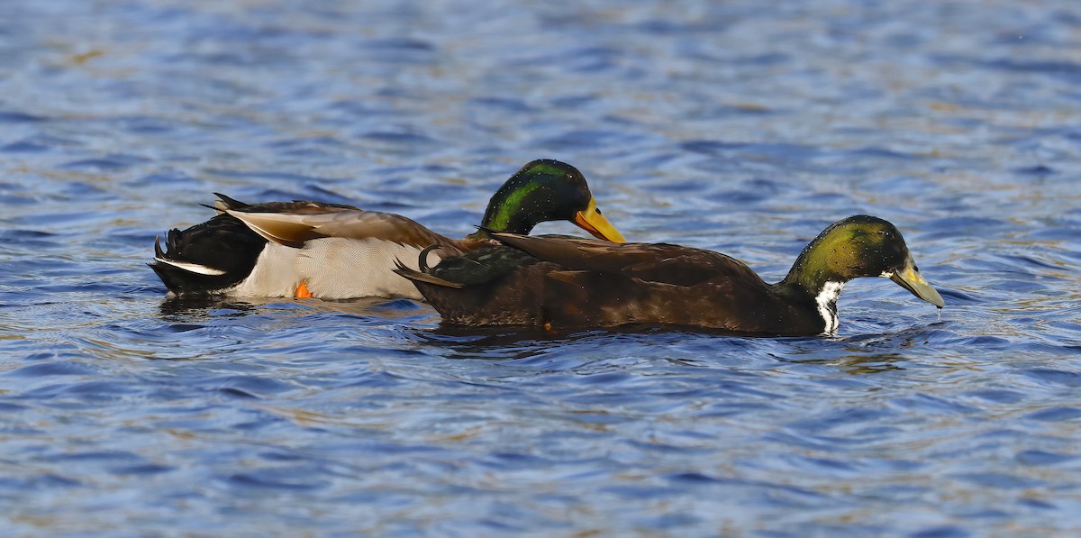 Mallard (Domestic type) - Scott Sneed