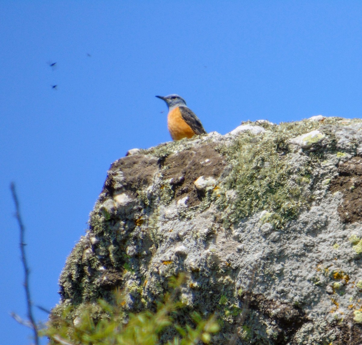 Rufous-tailed Rock-Thrush - Stefan Zdravković