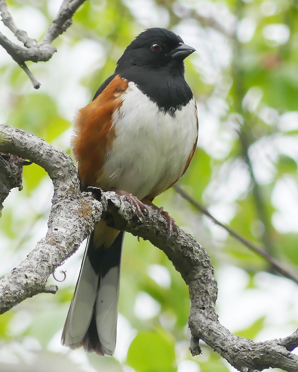 Eastern Towhee - Allie Kleber