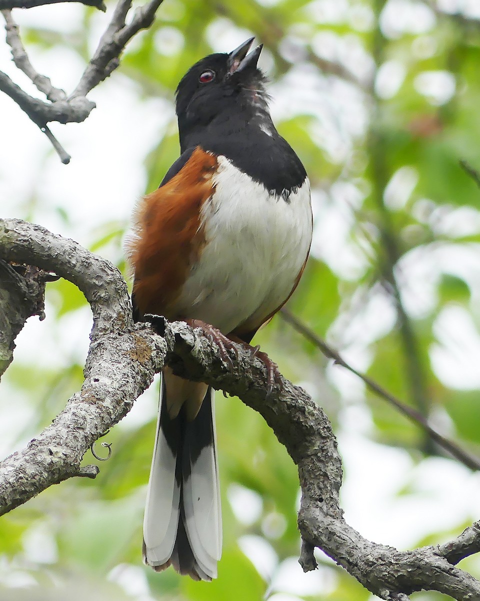 Eastern Towhee - Allie Kleber