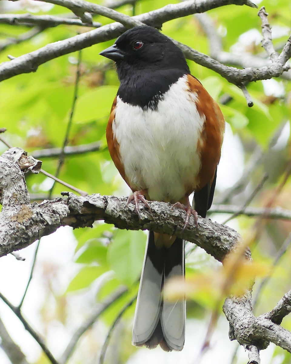 Eastern Towhee - Allie Kleber