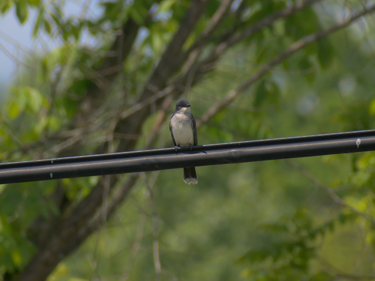 Eastern Kingbird - ML619291541