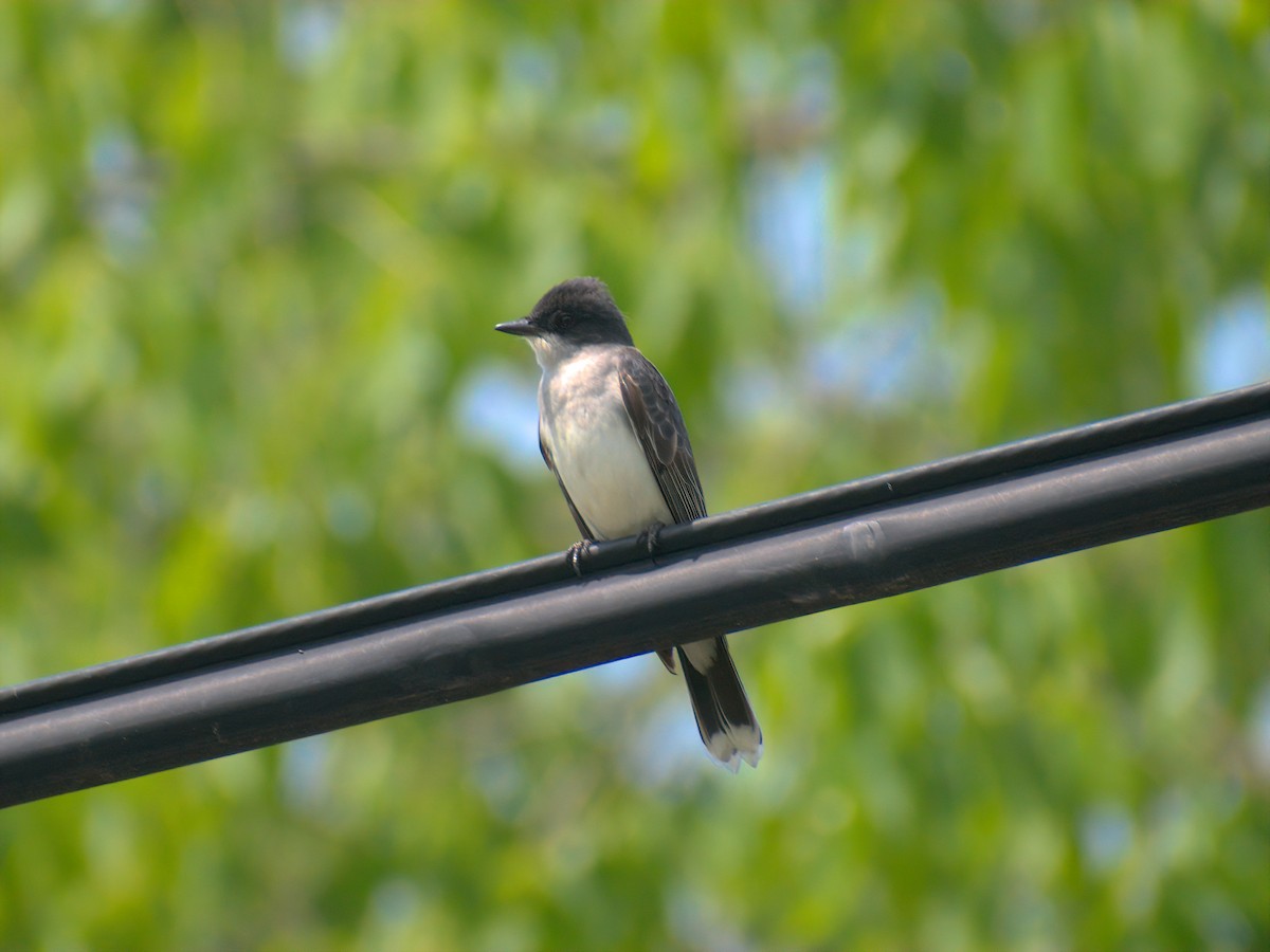 Eastern Kingbird - ML619291549