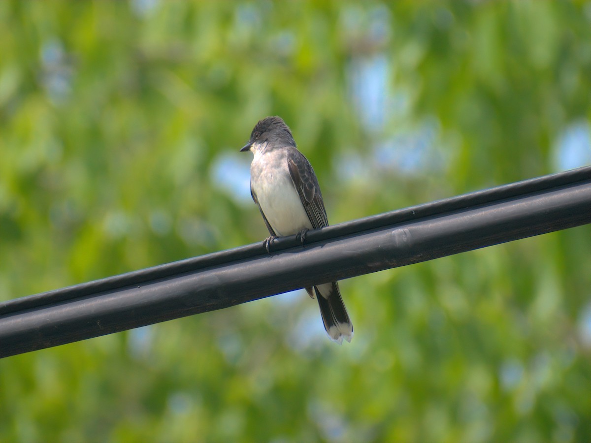 Eastern Kingbird - ML619291556