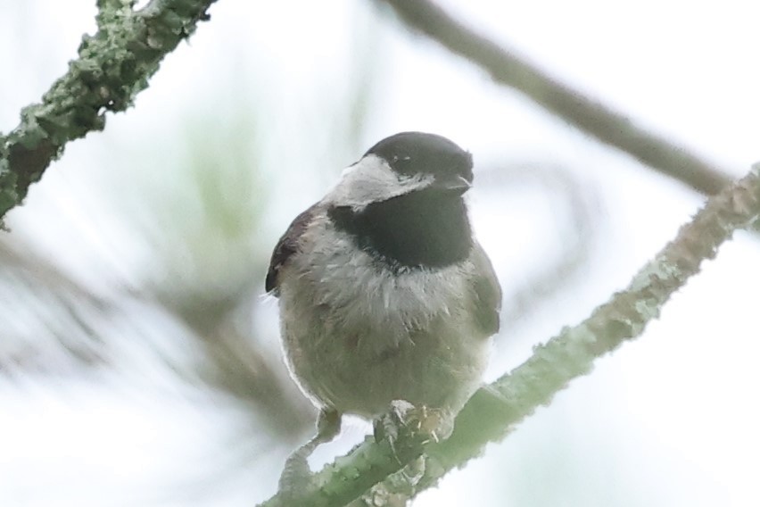 Carolina Chickadee - ML619291574