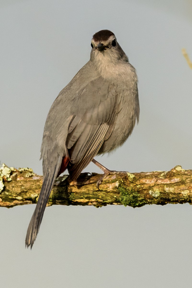 Gray Catbird - Scott Young