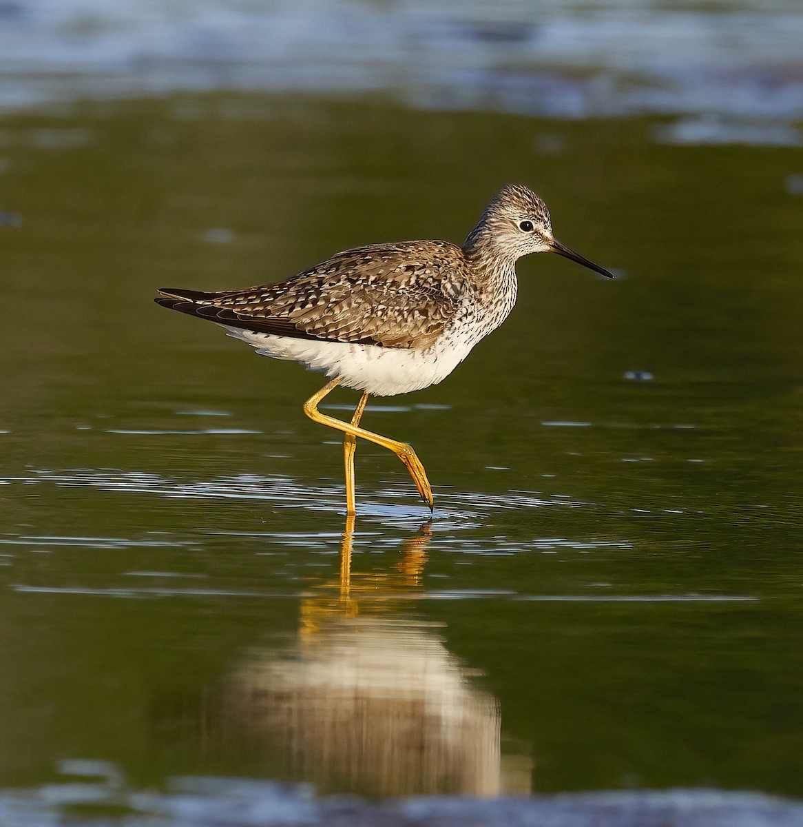 Lesser Yellowlegs - Scott Sneed