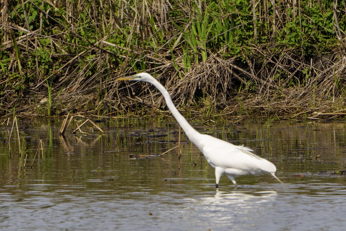 Great Egret - Mike Losacco