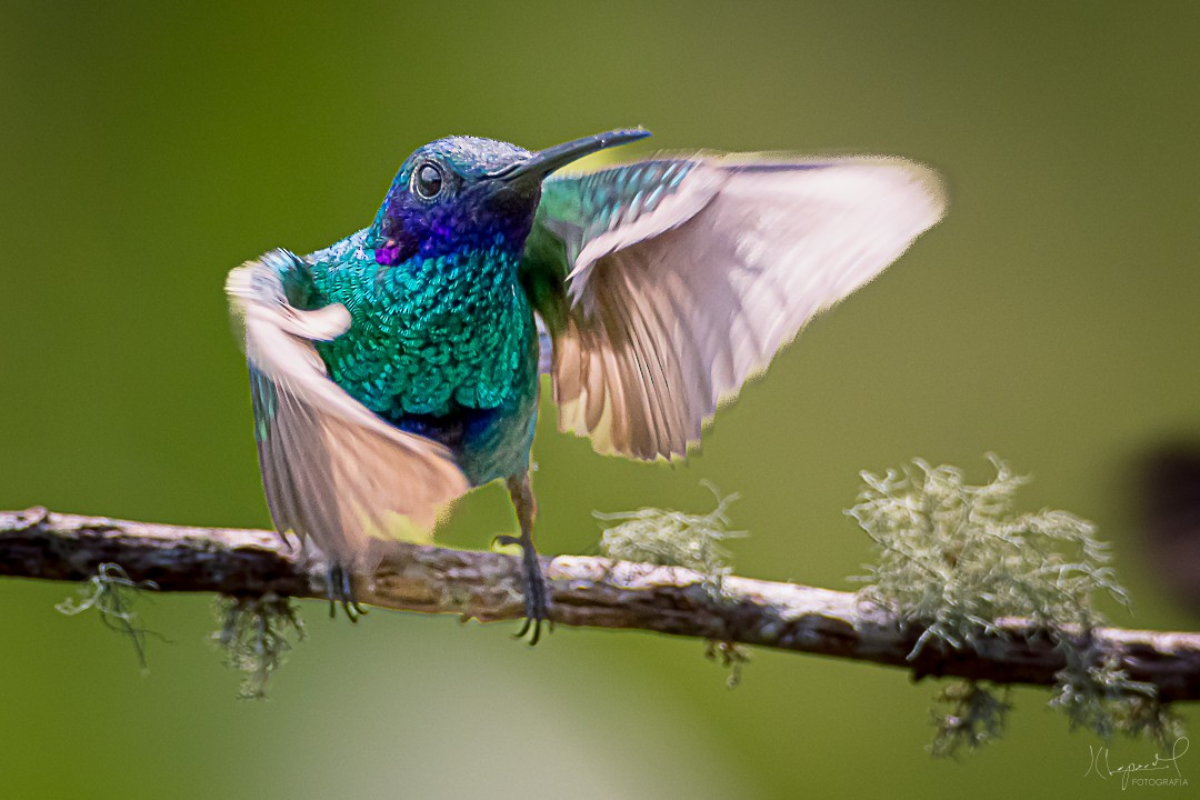 Sparkling Violetear - Juan Carlos Lopez Mejia