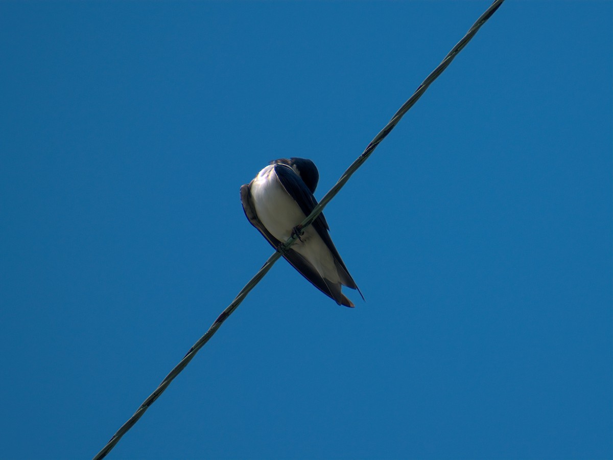 Tree Swallow - ML619291605