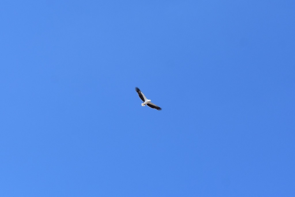 White-bellied Sea-Eagle - ML619291609