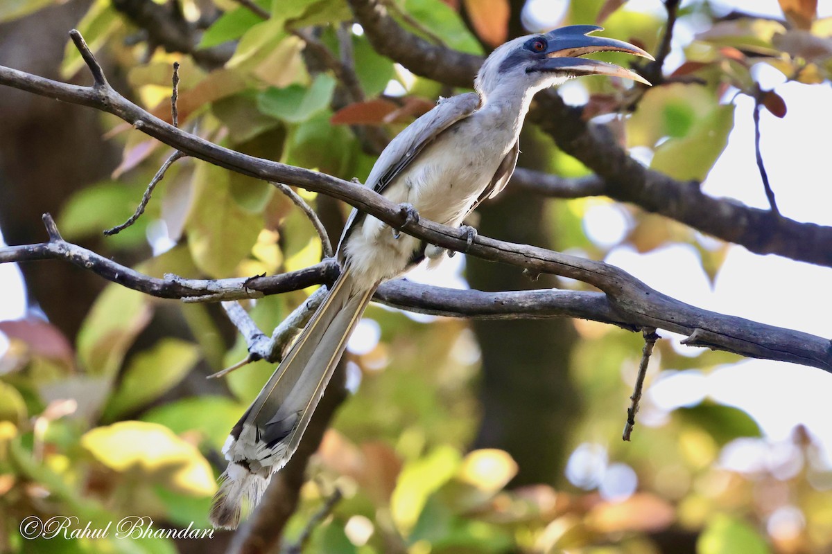 Indian Gray Hornbill - Rahul Bhandari