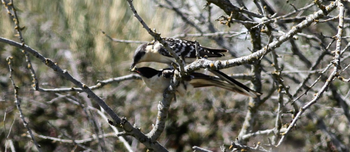 Great Spotted Cuckoo - Anabel&Geoff Harries