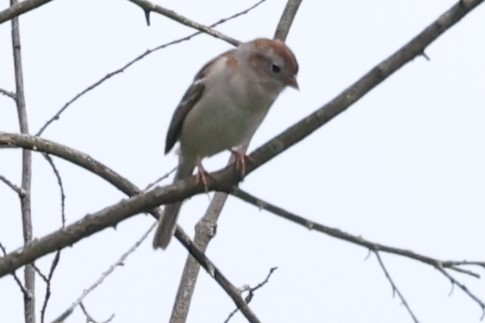 Field Sparrow - ML619291631