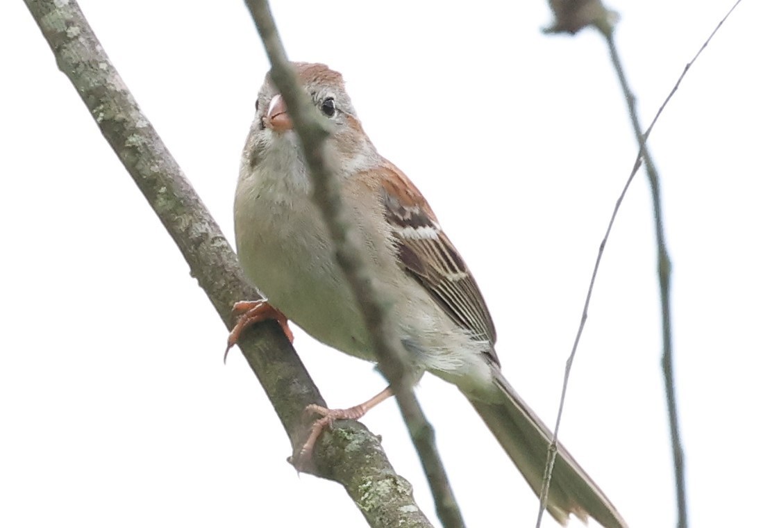 Field Sparrow - ML619291632